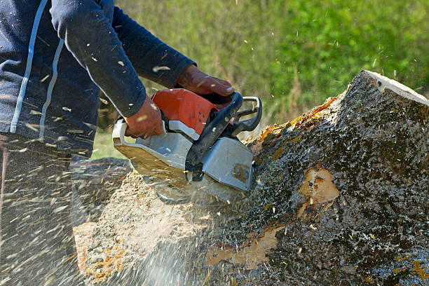 The Steps Involved in Our Tree Care Process in Jacksonwald, PA